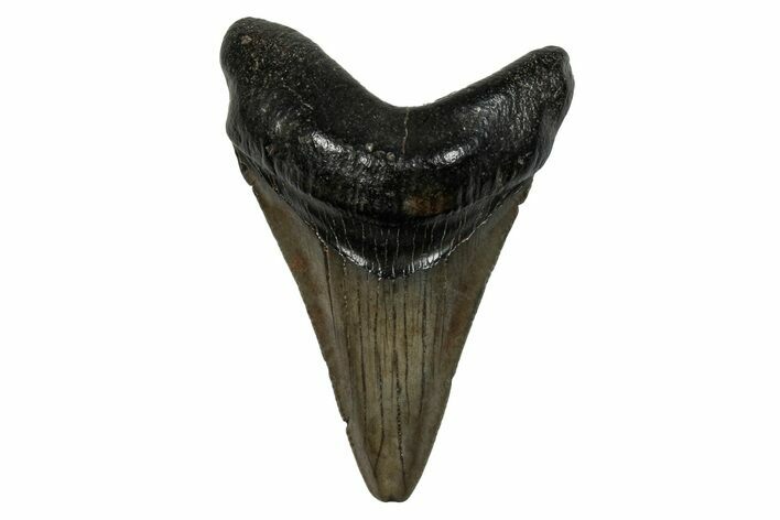 Juvenile Megalodon Tooth - South Carolina #276457